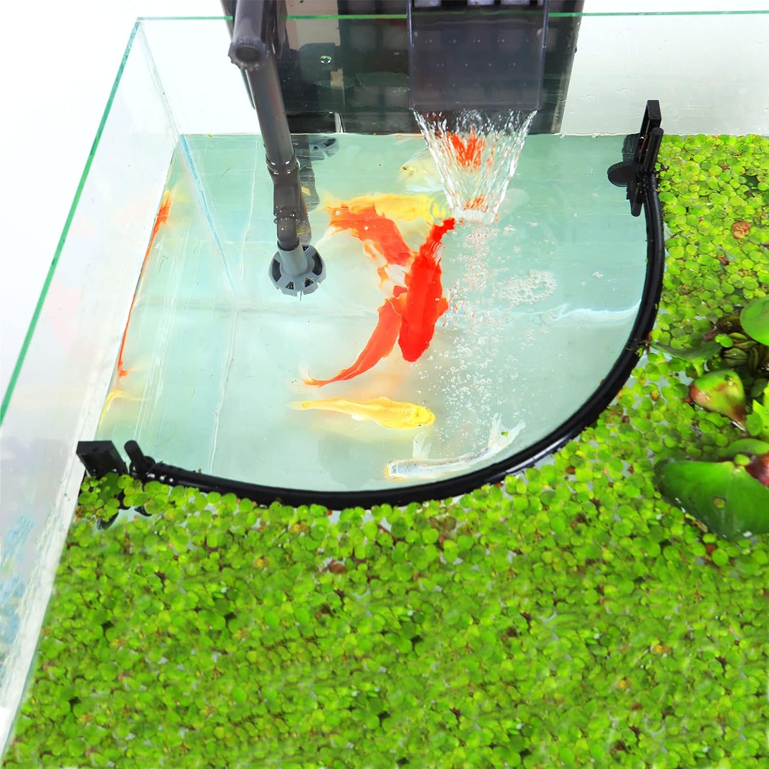 Akvaryum yüzen bitki Corral, f - Planted Aquarium Heater incelemesi ve fiyatı