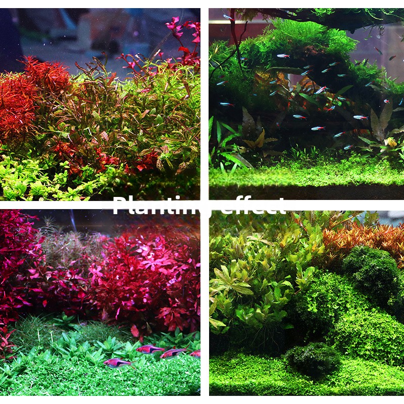 SYSENCIAGA Dikilmiş Akvaryum S - Aquarium For Planted Tank incelemesi ve fiyatı